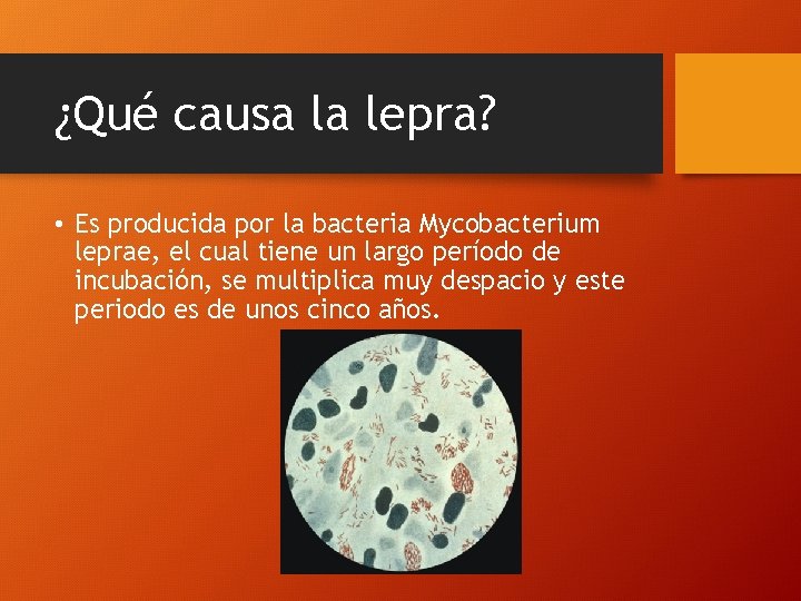 ¿Qué causa la lepra? • Es producida por la bacteria Mycobacterium leprae, el cual