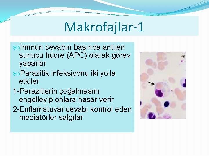Makrofajlar-1 İmmün cevabın başında antijen sunucu hücre (APC) olarak görev yaparlar Parazitik infeksiyonu iki