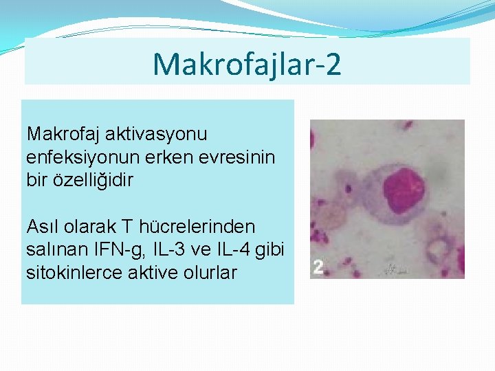 Makrofajlar-2 Makrofaj aktivasyonu enfeksiyonun erken evresinin bir özelliğidir Asıl olarak T hücrelerinden salınan IFN-g,