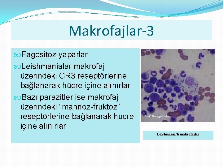 Makrofajlar-3 Fagositoz yaparlar Leishmanialar makrofaj üzerindeki CR 3 reseptörlerine bağlanarak hücre içine alınırlar Bazı