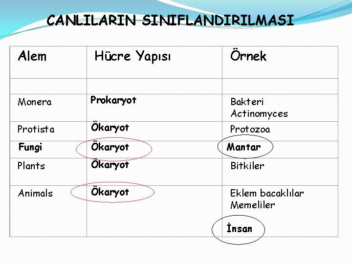 CANLILARIN SINIFLANDIRILMASI Alem Hücre Yapısı Örnek Monera Prokaryot Bakteri Actinomyces Protista Ökaryot Protozoa Fungi