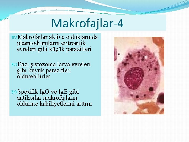 Makrofajlar-4 Makrofajlar aktive olduklarında plasmodiumların eritrositik evreleri gibi küçük parazitleri Bazı şistozoma larva evreleri