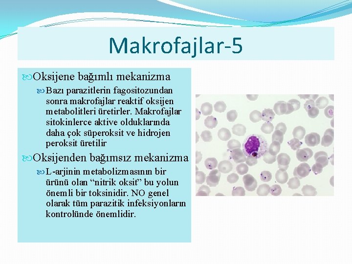 Makrofajlar-5 Oksijene bağımlı mekanizma Bazı parazitlerin fagositozundan sonra makrofajlar reaktif oksijen metabolitleri üretirler. Makrofajlar