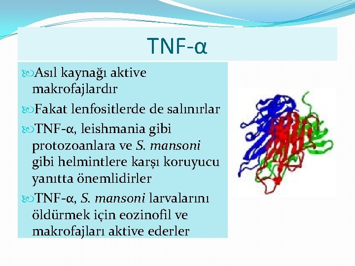 TNF-α Asıl kaynağı aktive makrofajlardır Fakat lenfositlerde de salınırlar TNF-α, leishmania gibi protozoanlara ve
