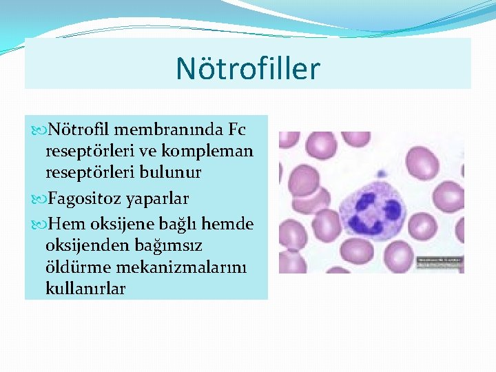 Nötrofiller Nötrofil membranında Fc reseptörleri ve kompleman reseptörleri bulunur Fagositoz yaparlar Hem oksijene bağlı