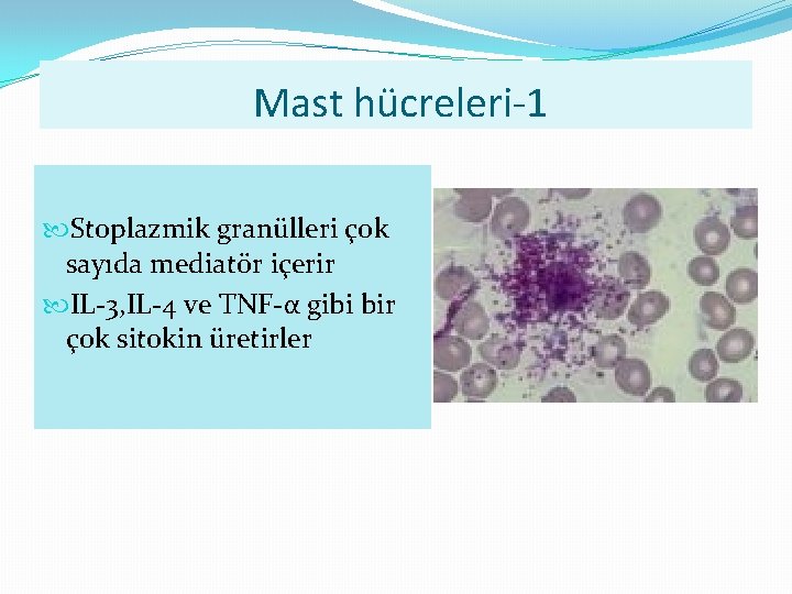 Mast hücreleri-1 Stoplazmik granülleri çok sayıda mediatör içerir IL-3, IL-4 ve TNF-α gibi bir