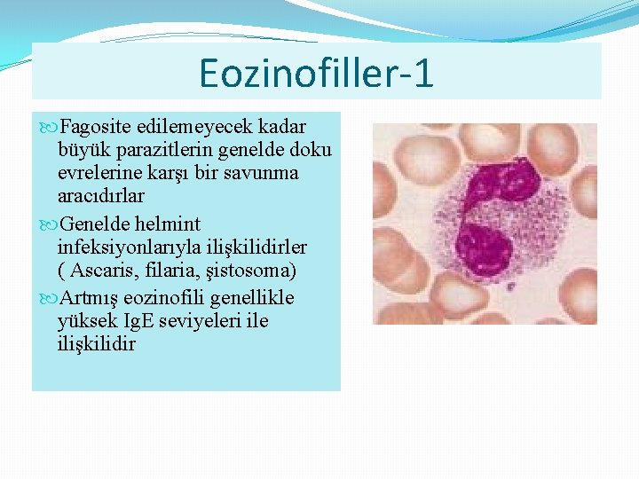 Eozinofiller-1 Fagosite edilemeyecek kadar büyük parazitlerin genelde doku evrelerine karşı bir savunma aracıdırlar Genelde