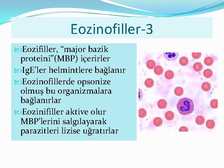 Eozinofiller-3 Eozifiller, “major bazik proteini”(MBP) içerirler Ig. E’ler helmintlere bağlanır Eozinofillerde opsonize olmuş bu