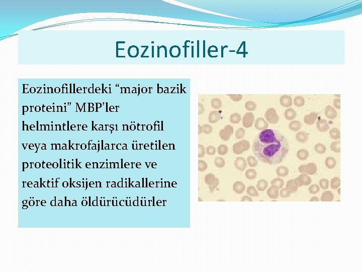 Eozinofiller-4 Eozinofillerdeki “major bazik proteini” MBP’ler helmintlere karşı nötrofil veya makrofajlarca üretilen proteolitik enzimlere