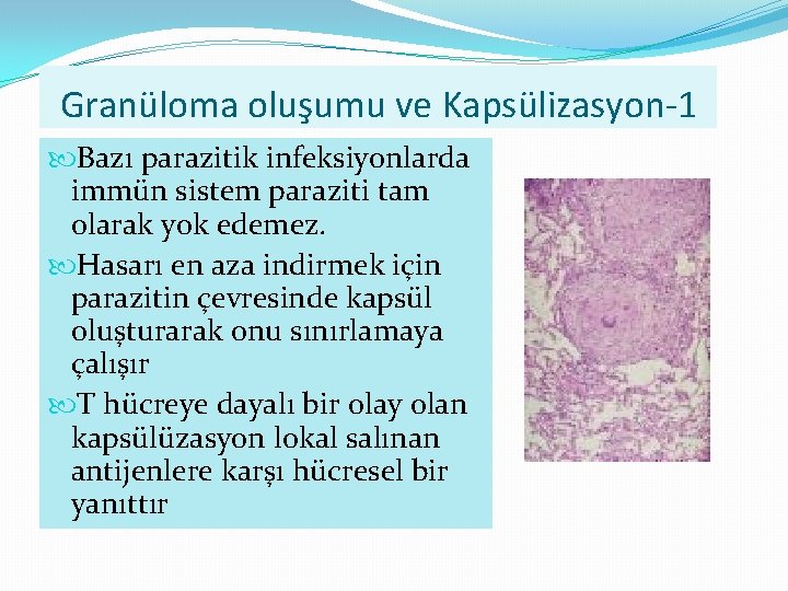 Granüloma oluşumu ve Kapsülizasyon-1 Bazı parazitik infeksiyonlarda immün sistem paraziti tam olarak yok edemez.