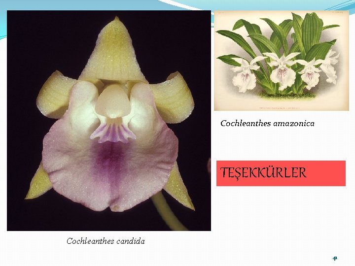 Cochleanthes amazonica TEŞEKKÜRLER Cochleanthes candida 41 