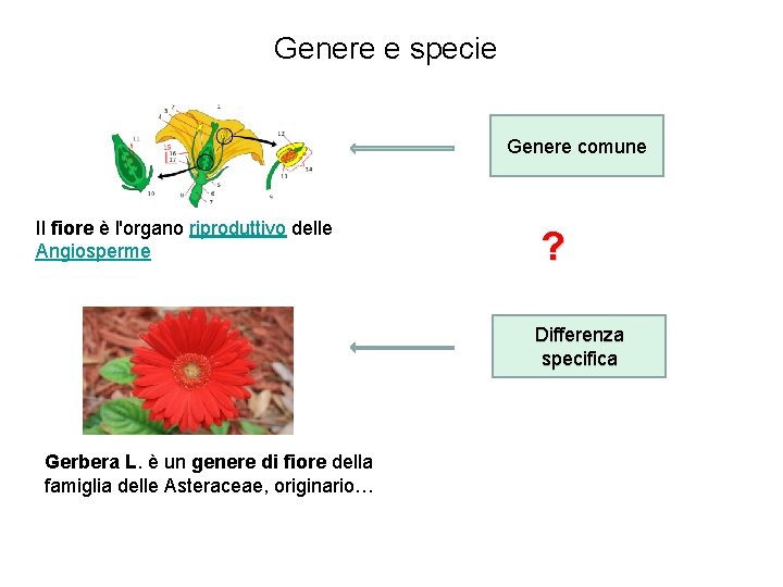 Genere e specie Genere comune Il fiore è l'organo riproduttivo delle Angiosperme ? Differenza