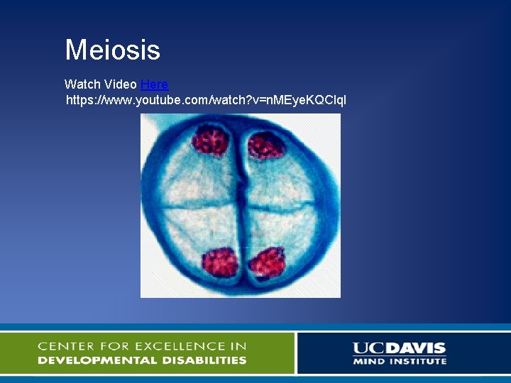 Meiosis Watch Video Here https: //www. youtube. com/watch? v=n. MEye. KQClq. I 