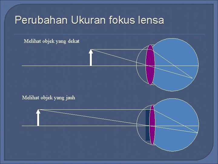 Perubahan Ukuran fokus lensa Melihat objek yang dekat Melihat objek yang jauh Perubahan Ukuran fokus lensa Melihat objek yang dekat Melihat objek yang jauh