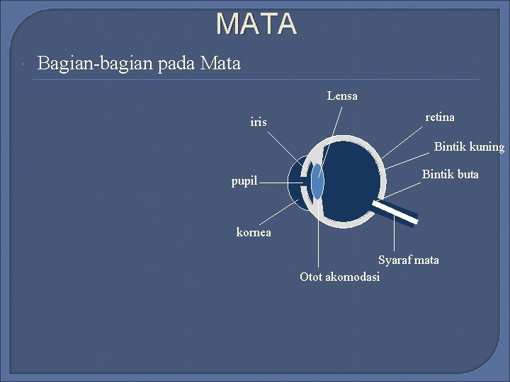 MATA Bagian-bagian pada Mata Lensa iris retina Bintik kuning pupil Bintik buta kornea Syaraf MATA Bagian-bagian pada Mata Lensa iris retina Bintik kuning pupil Bintik buta kornea Syaraf
