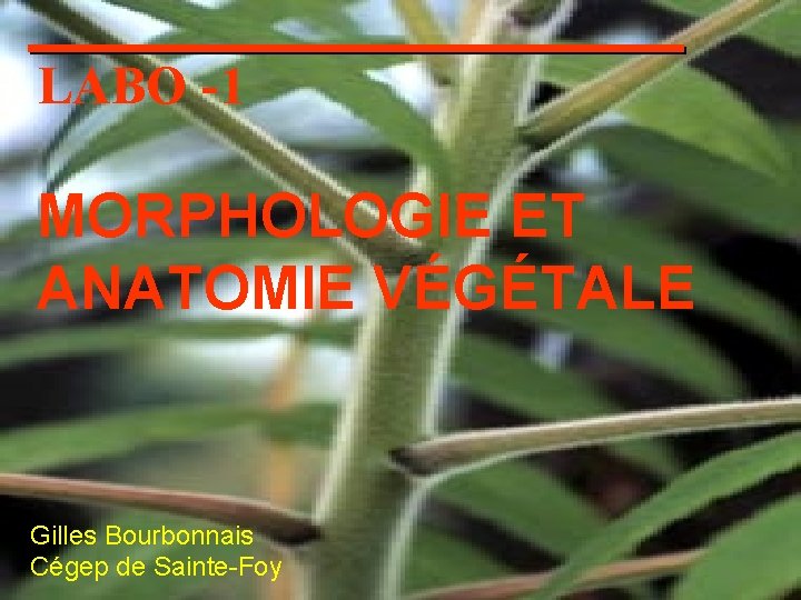 LABO -1 MORPHOLOGIE ET ANATOMIE VÉGÉTALE Gilles Bourbonnais Cégep de Sainte-Foy 