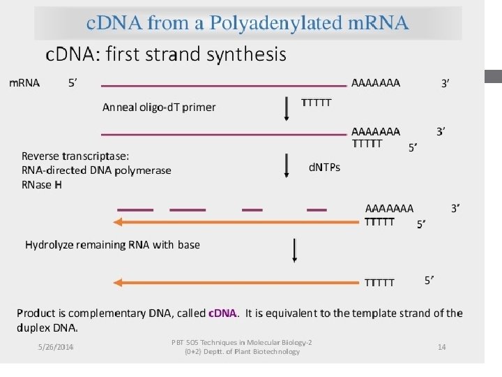gene library genomic vs c dna library v