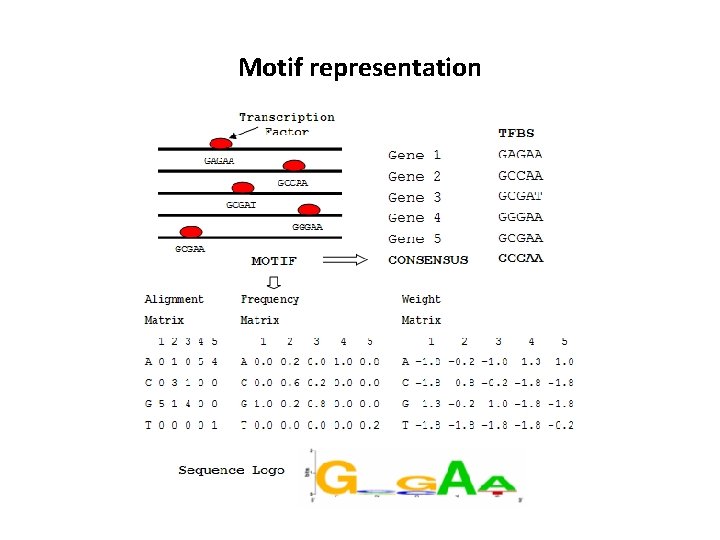 Motif representation 