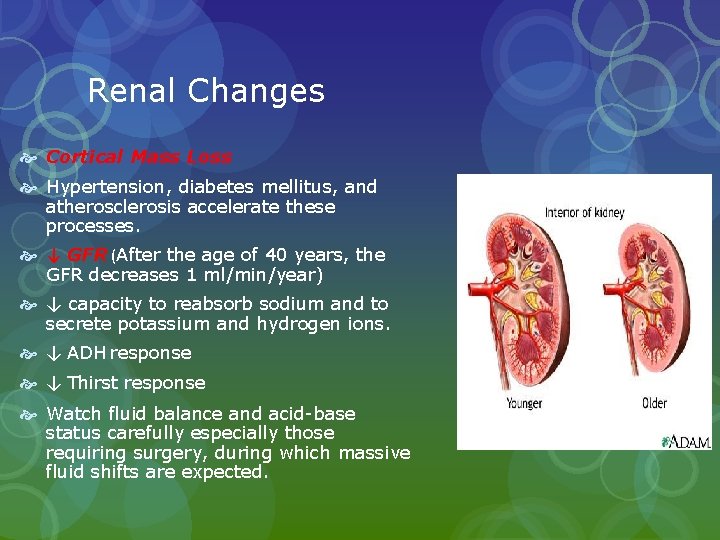Renal Changes Cortical Mass Loss Hypertension, diabetes mellitus, and atherosclerosis accelerate these processes. ↓ Renal Changes Cortical Mass Loss Hypertension, diabetes mellitus, and atherosclerosis accelerate these processes. ↓