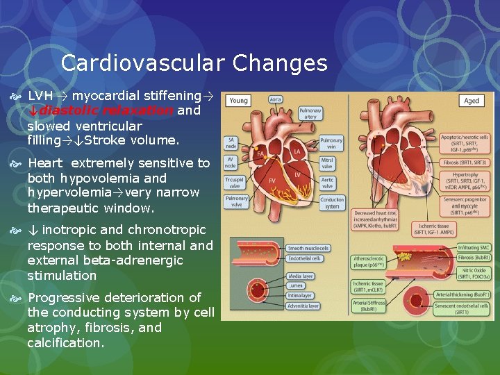 Cardiovascular Changes LVH → myocardial stiffening→ ↓diastolic relaxation and slowed ventricular filling→↓Stroke volume. Heart Cardiovascular Changes LVH → myocardial stiffening→ ↓diastolic relaxation and slowed ventricular filling→↓Stroke volume. Heart