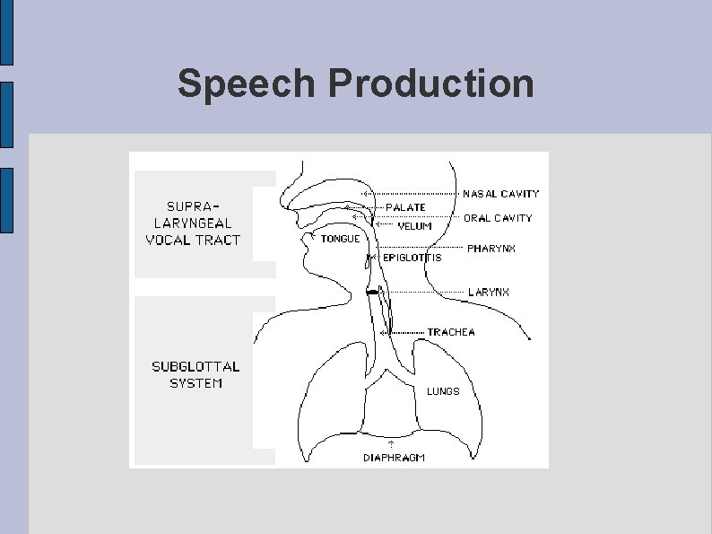 Speech Production 
