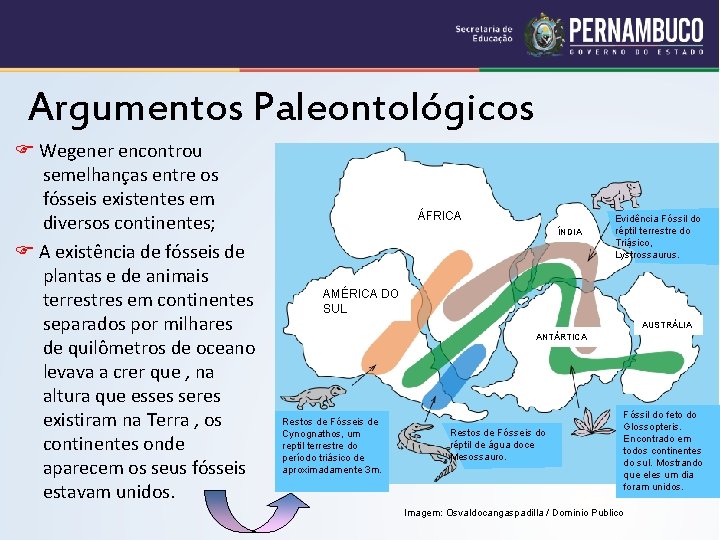 Argumentos Paleontológicos Wegener encontrou semelhanças entre os fósseis existentes em diversos continentes; A existência