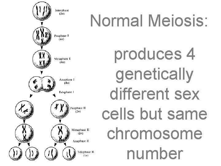 Normal Meiosis: produces 4 genetically different sex cells but same chromosome number 