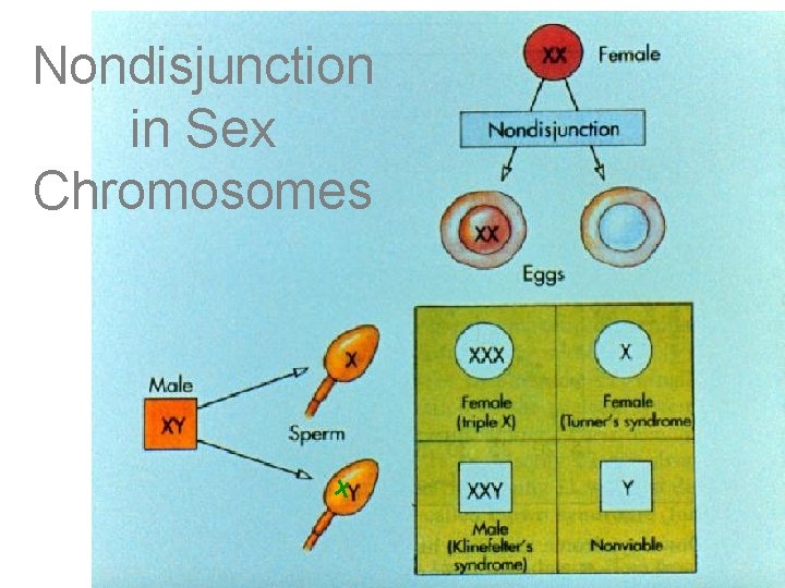 Nondisjunction in Sex Chromosomes 