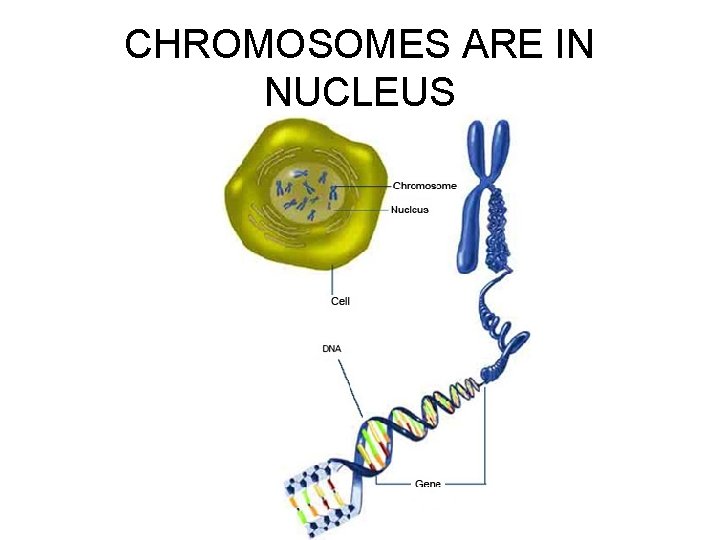 CHROMOSOMES ARE IN NUCLEUS 