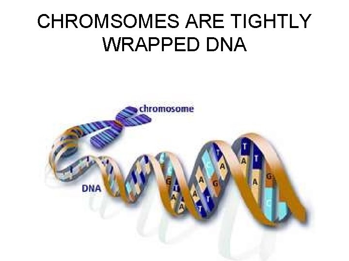CHROMSOMES ARE TIGHTLY WRAPPED DNA 