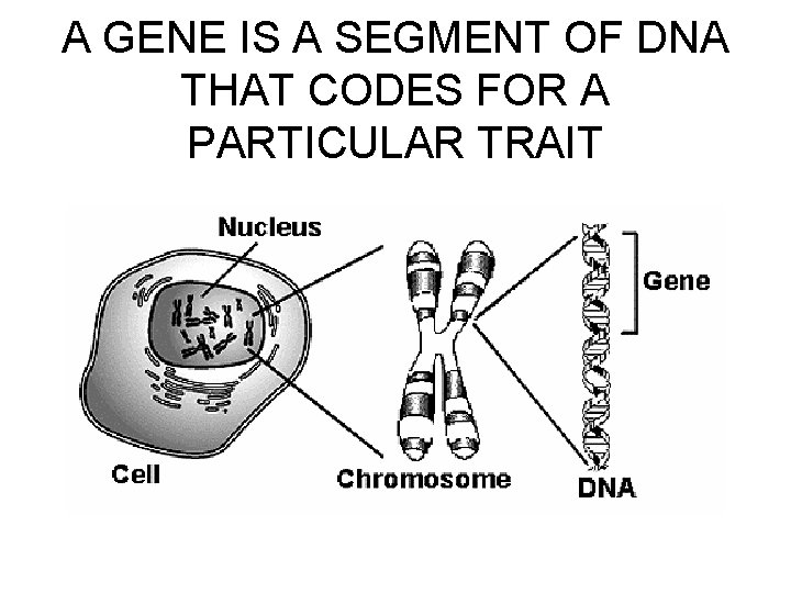 A GENE IS A SEGMENT OF DNA THAT CODES FOR A PARTICULAR TRAIT 