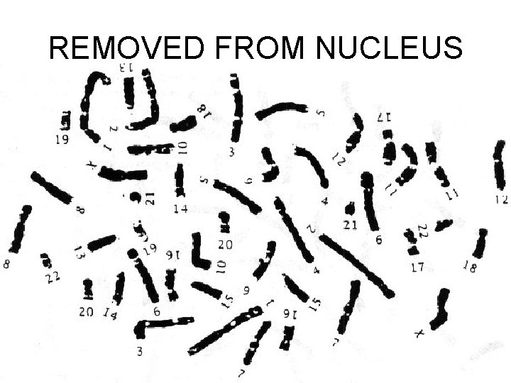 REMOVED FROM NUCLEUS 