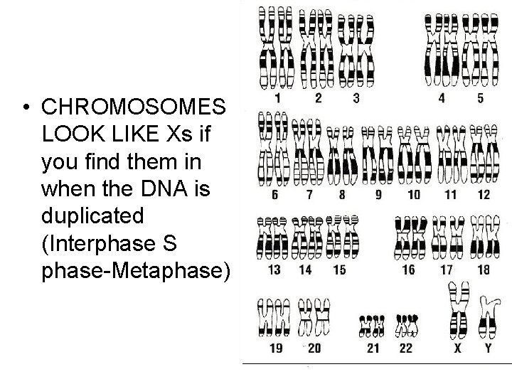  • CHROMOSOMES LOOK LIKE Xs if you find them in when the DNA