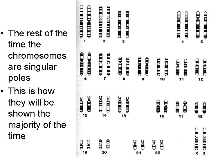  • The rest of the time the chromosomes are singular poles • This