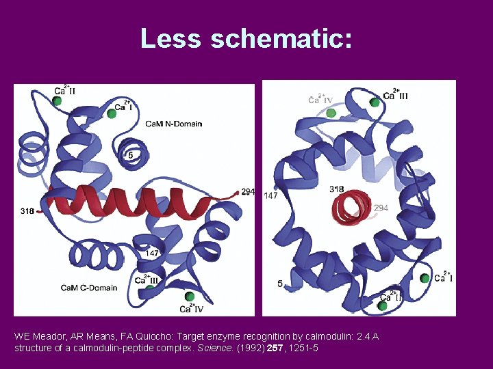 Less schematic: WE Meador, AR Means, FA Quiocho: Target enzyme recognition by calmodulin: 2.