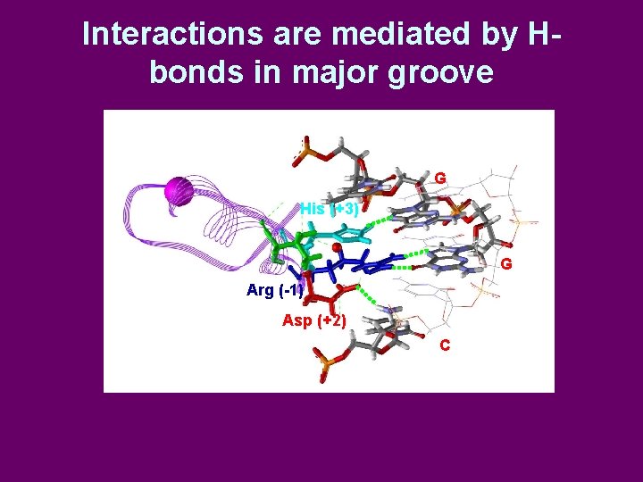 Interactions are mediated by Hbonds in major groove G His (+3) G Arg (-1)