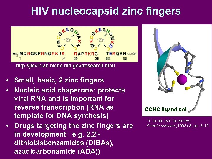 HIV nucleocapsid zinc fingers http: //jlevinlab. nichd. nih. gov/research. html • Small, basic, 2