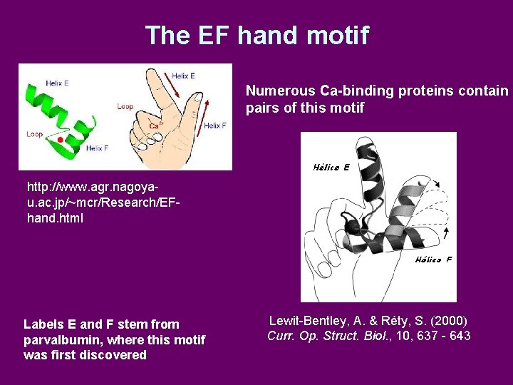 The EF hand motif Numerous Ca-binding proteins contain pairs of this motif http: //www.