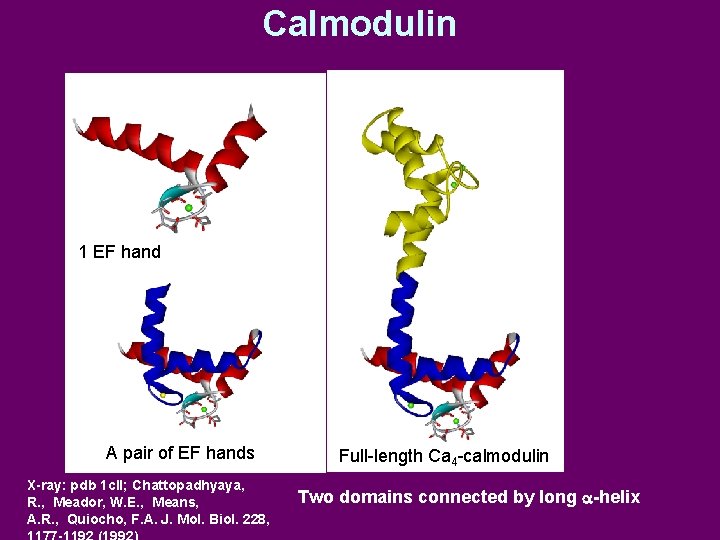 Calmodulin 1 EF hand A pair of EF hands X-ray: pdb 1 cll; Chattopadhyaya,