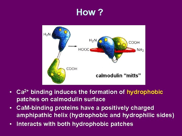 How ? calmodulin “mitts” • Ca 2+ binding induces the formation of hydrophobic patches