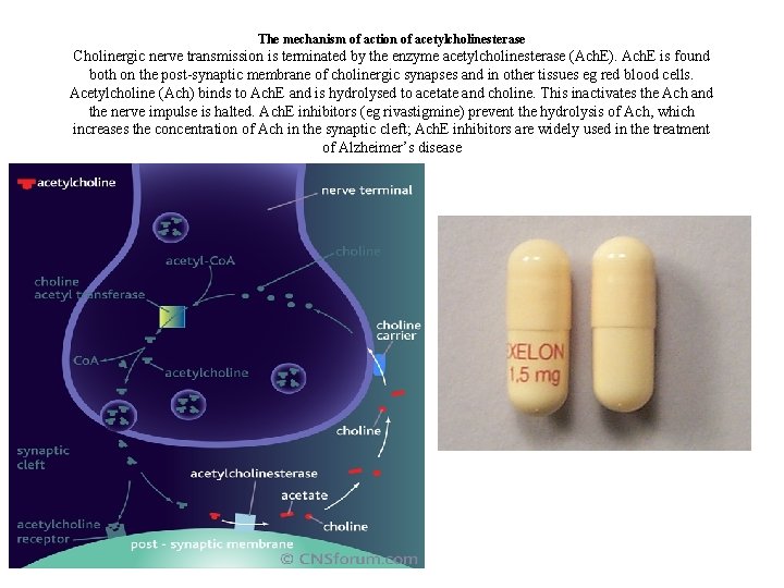 The mechanism of action of acetylcholinesterase Cholinergic nerve transmission is terminated by the enzyme