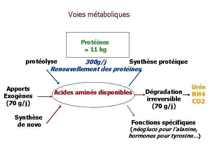 Voies métaboliques Protéines 11 kg protéolyse Synthèse protéique 300 g/j Renouvellement des protéines Apports