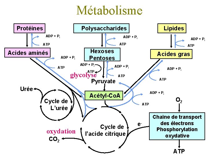 Métabolisme Protéines Polysaccharides ADP + Pi Lipides ADP + Pi ATP Acides aminés ADP