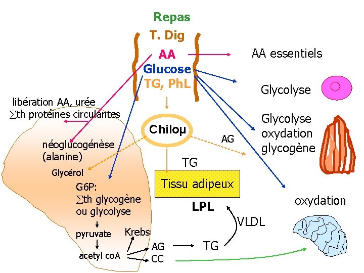 Repas T. Dig AA essentiels AA Glucose TG, Ph. L Glycolyse libération AA, urée