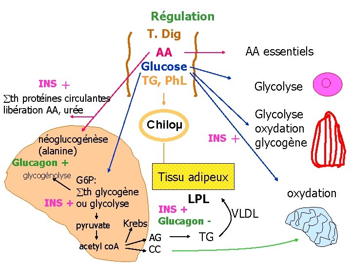 Régulation T. Dig + INS th protéines circulantes libération AA, urée AA essentiels AA