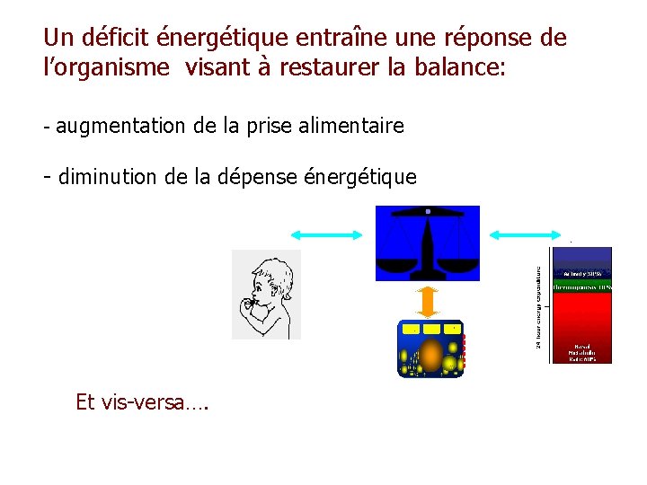 Un déficit énergétique entraîne une réponse de l’organisme visant à restaurer la balance: -