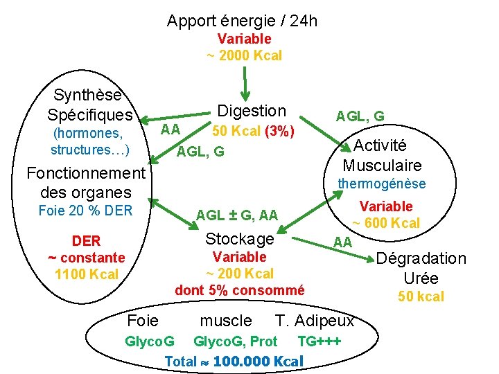 Apport énergie / 24 h Variable ~ 2000 Kcal Synthèse Spécifiques (hormones, structures…) Digestion