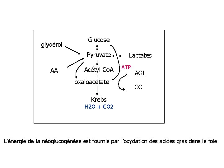 glycérol Glucose Pyruvate AA Acétyl Co. A oxaloacétate Lactates ATP AGL CC Krebs H