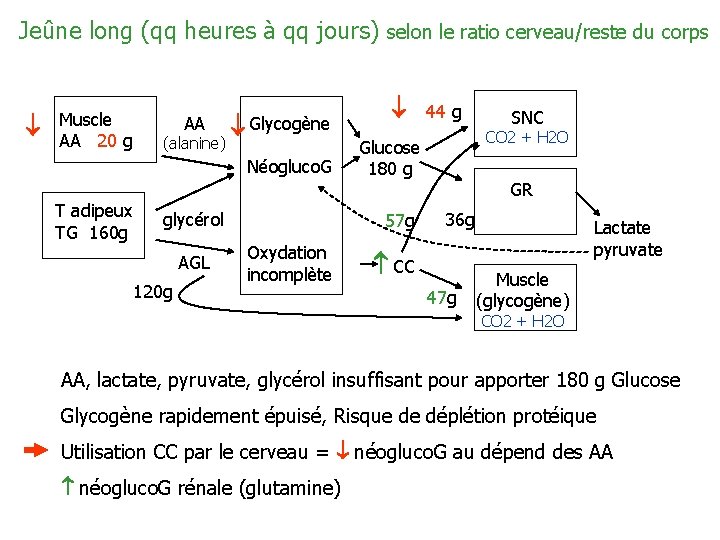 Jeûne long (qq heures à qq jours) selon le ratio cerveau/reste du corps Muscle