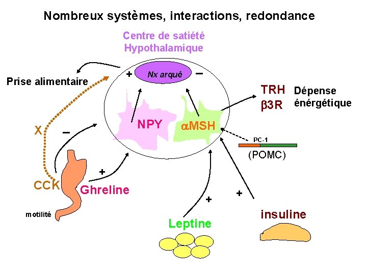 Nombreux systèmes, interactions, redondance Centre de satiété Hypothalamique Prise alimentaire X + Nx arqué